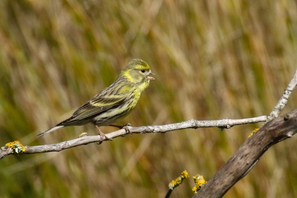 A Serin sits on a branch with reeds in the background