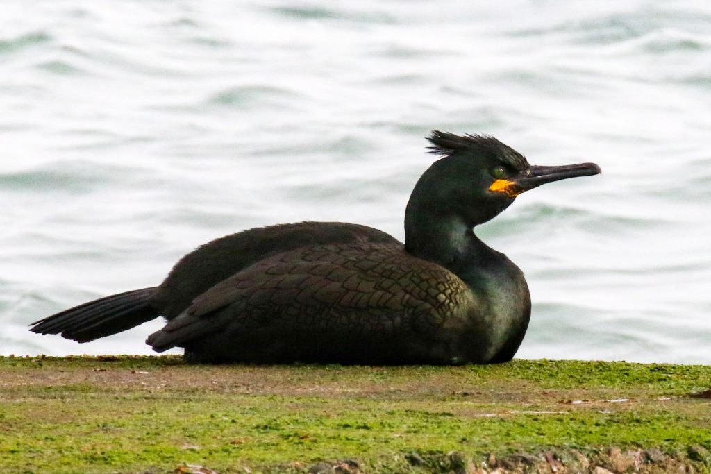 bird watching ireland