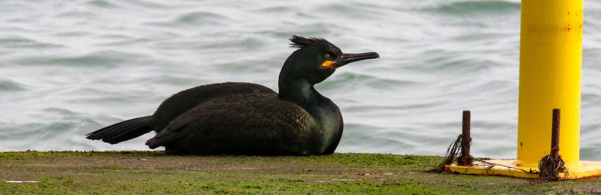 Bird Watching Ireland