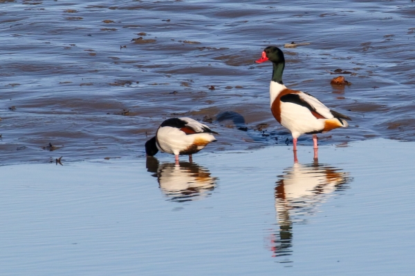 A pair of Shelducks foraging at the tide line, Soldiers Point, Dundalk