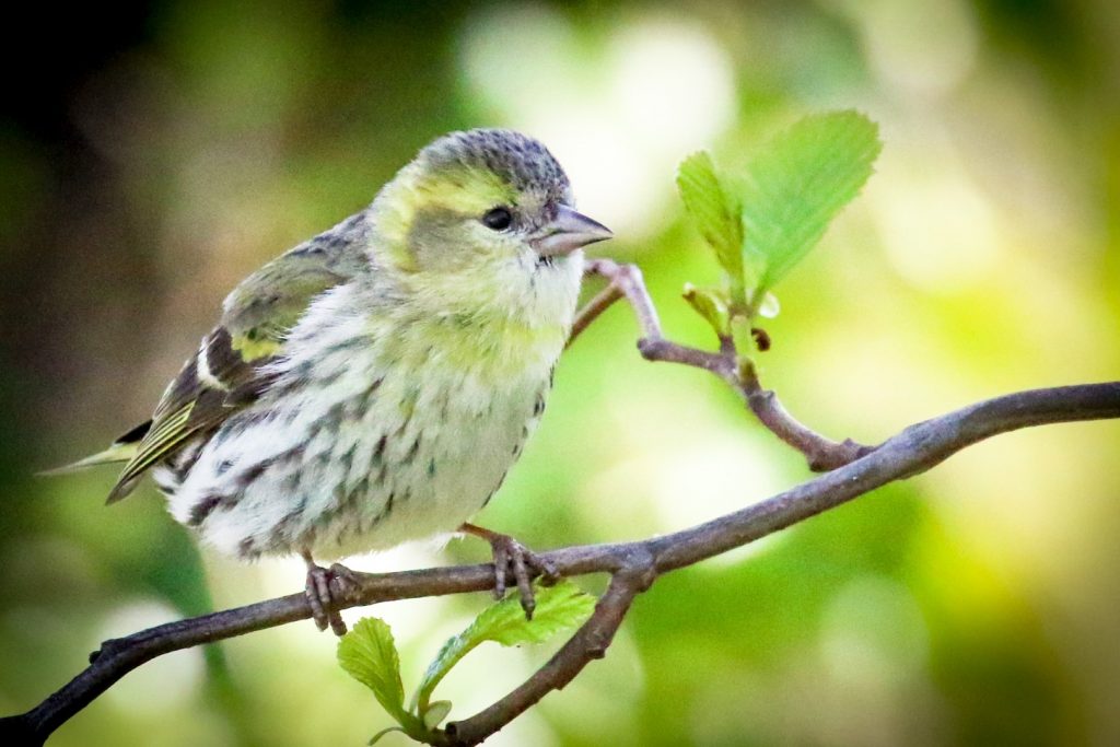 A Siskin sits on a branch at the East Coast Nature Reserve, Wicklow