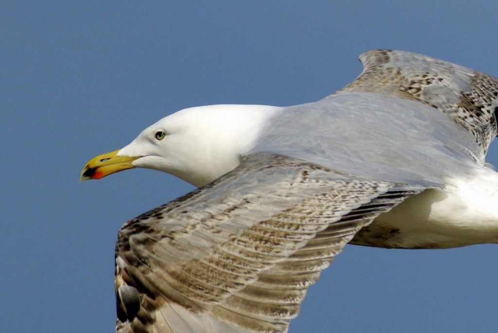 Bird watching skerries dublin