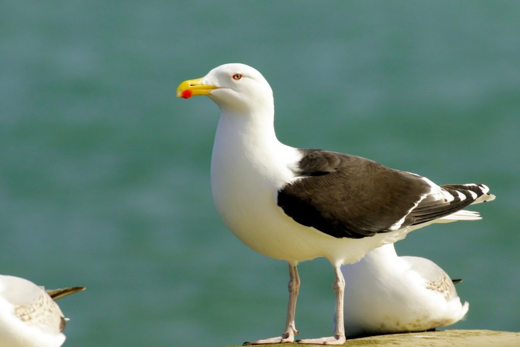 Bird watching skerries dublin
