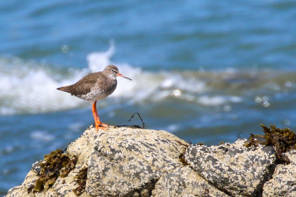 Bird watching skerries dublin
