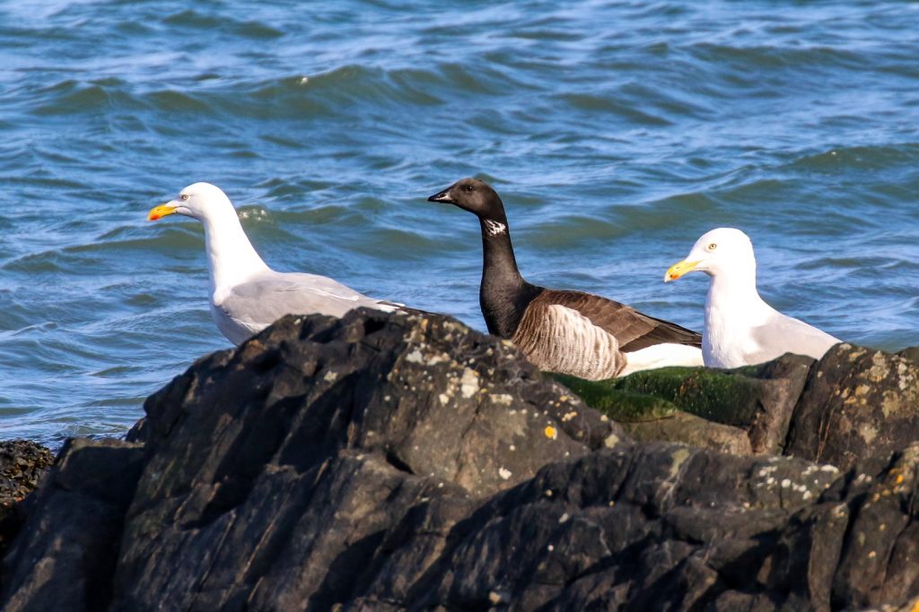 Bird watching skerries dublin