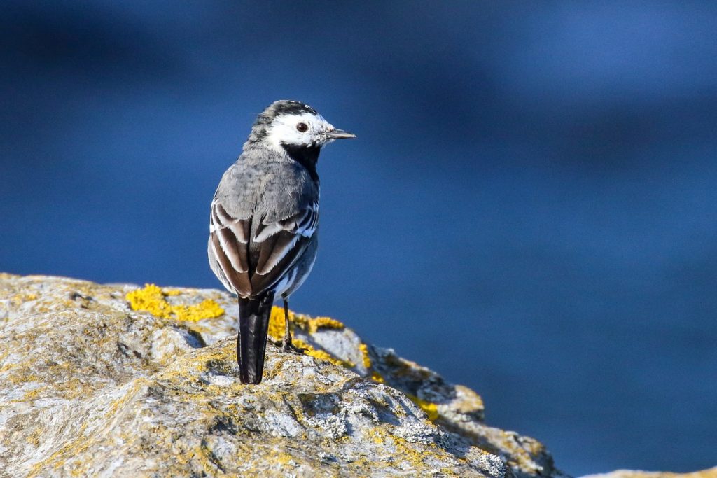 Bird watching skerries dublin