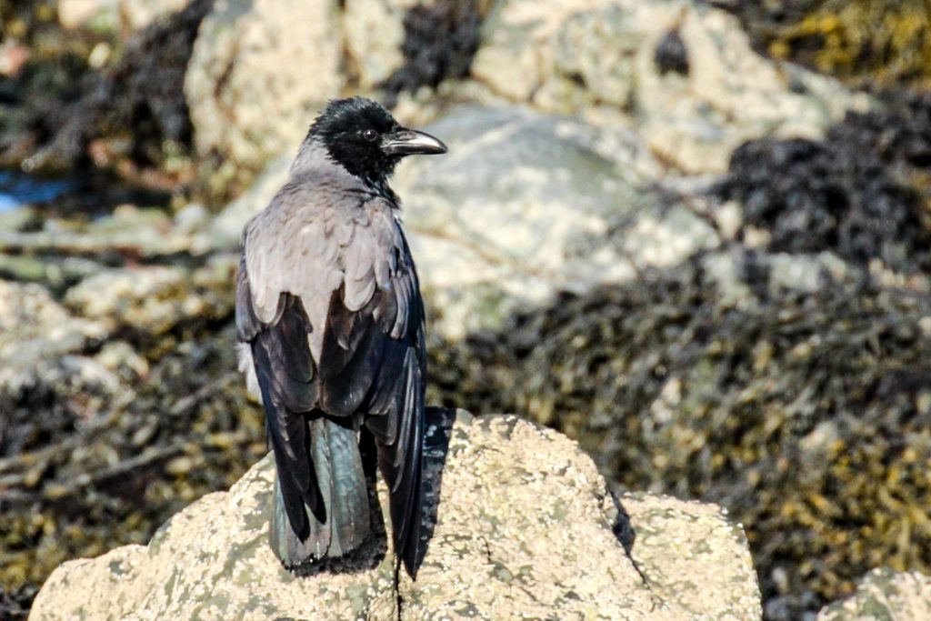 Bird watching skerries dublin