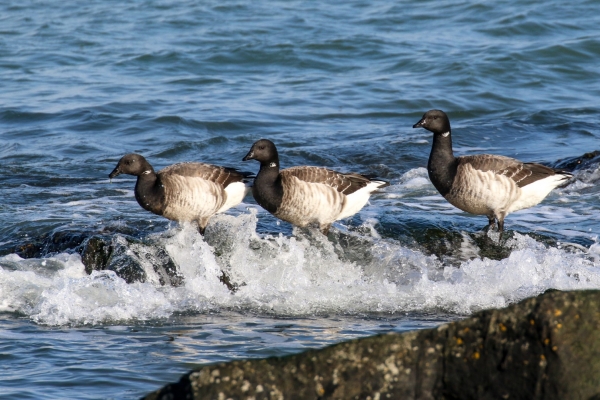 3 Brent Geese sitting on a rock as a wave breaks over their feet in Skerries, Dublin