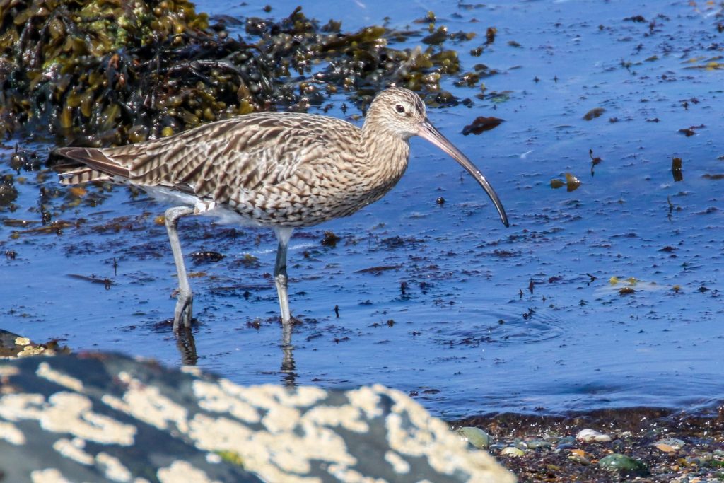 Bird watching skerries dublin