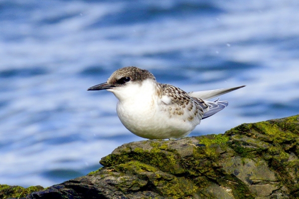 A Juvenile Roseate Tern sits on a rock at Skerries, Dublin