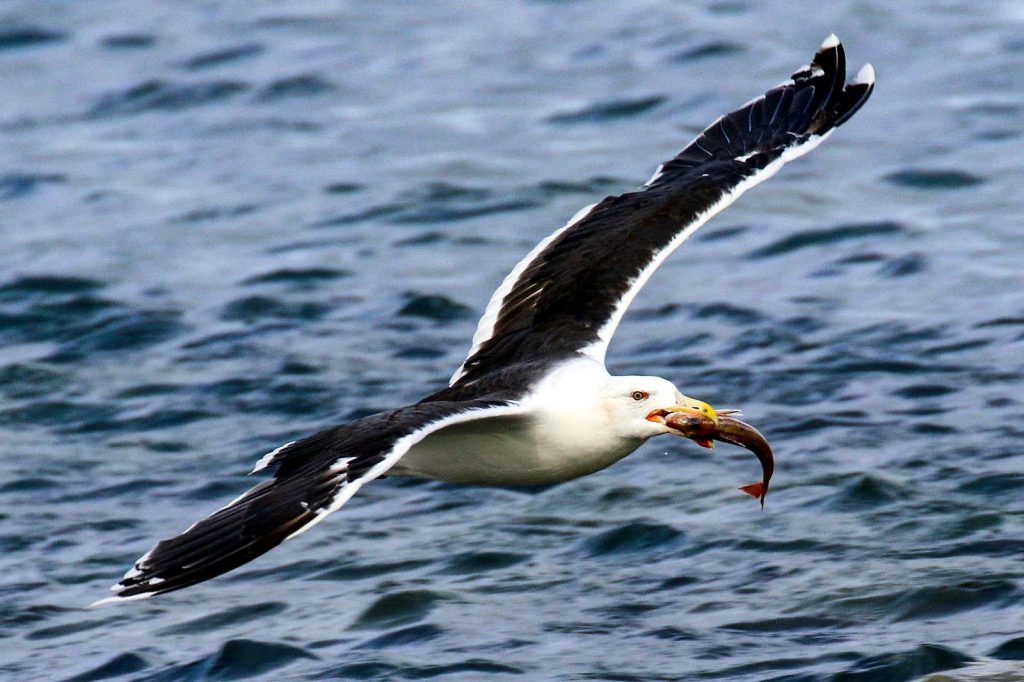 bird watching ireland