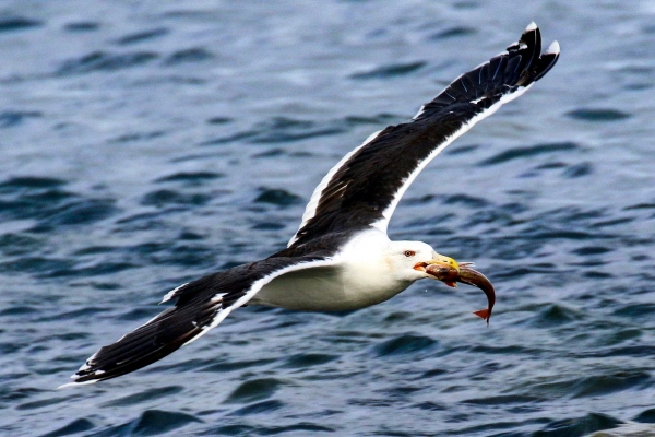 A Great Black Backed Gull with a fish fin its beak that it stole from a trawler, flies over Skerries Harbour.