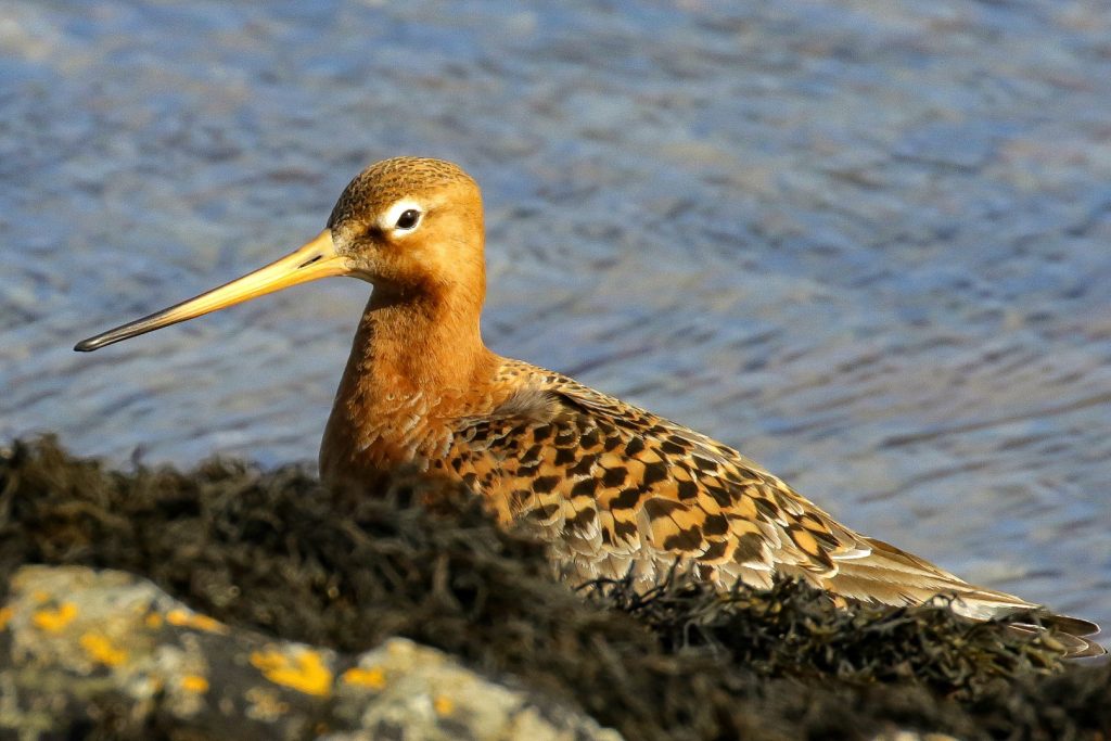 Bird watching skerries dublin