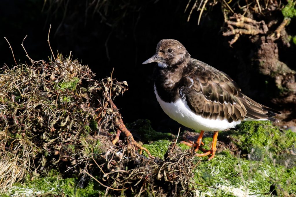 Bird watching skerries dublin