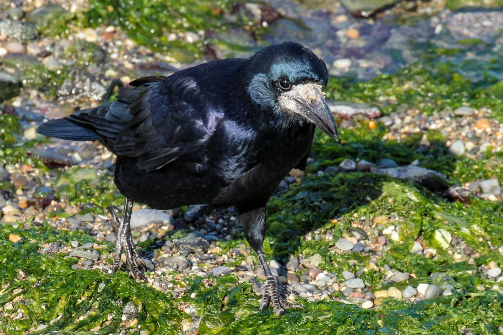 bird watching ireland