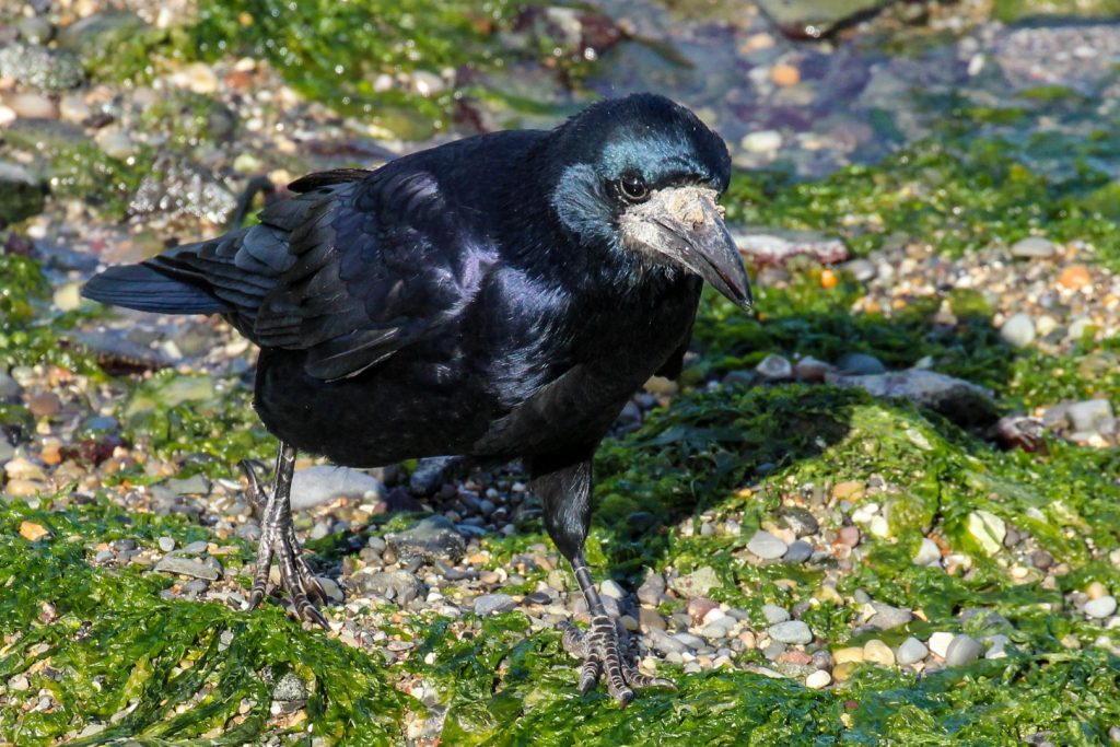 Bird watching skerries dublin