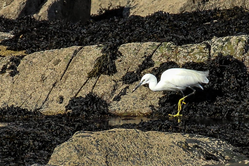 Bird watching skerries dublin