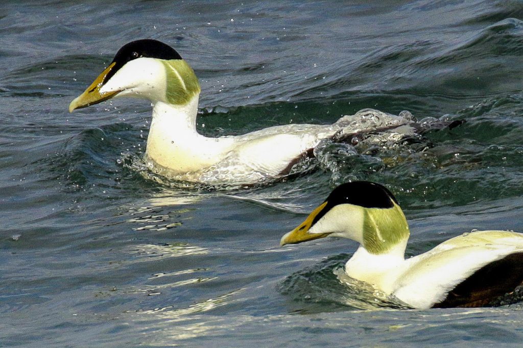 Bird watching skerries dublin
