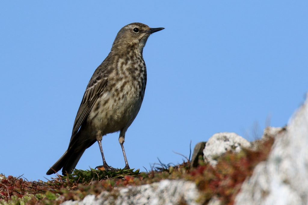 Bird watching skerries dublin