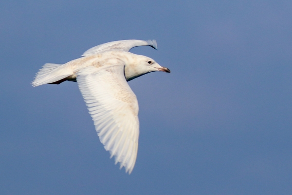 Iceland Gull in flight against a blue sky