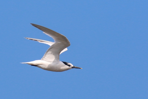 Sandwich Yern in flight against a blue sky