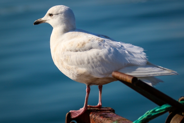 Iceland Gull on the pier at skerries Harbour, Dublin