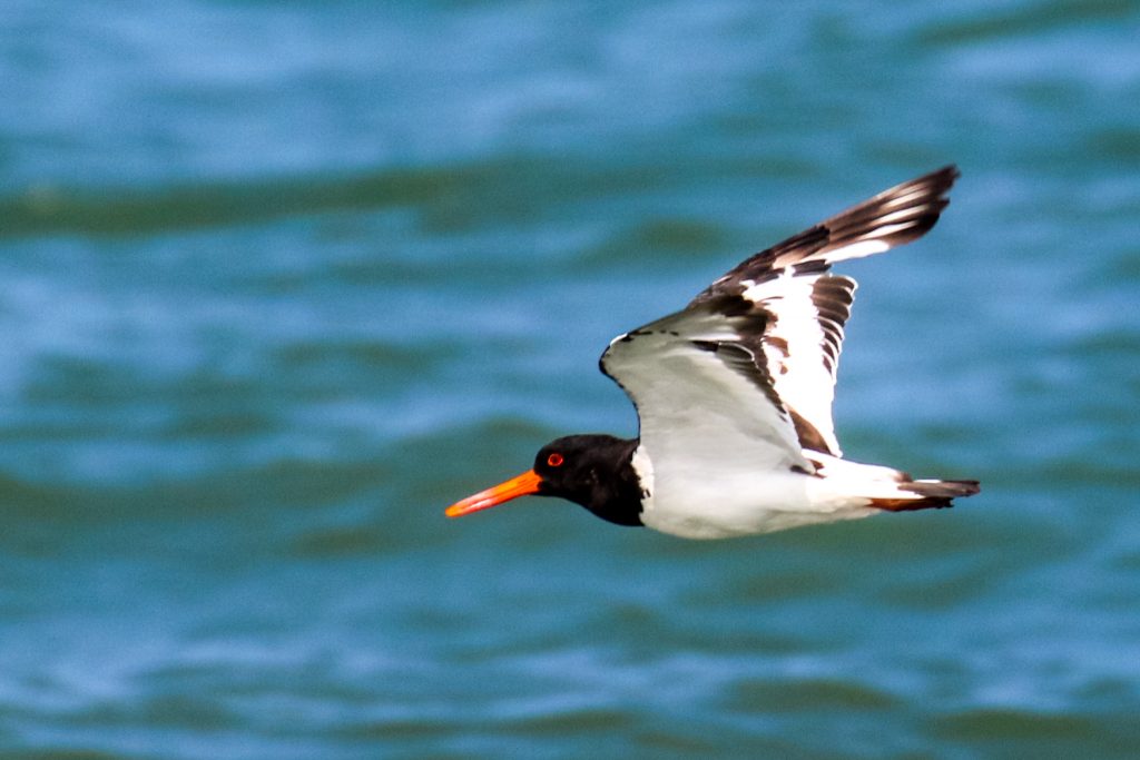 Bird watching skerries dublin