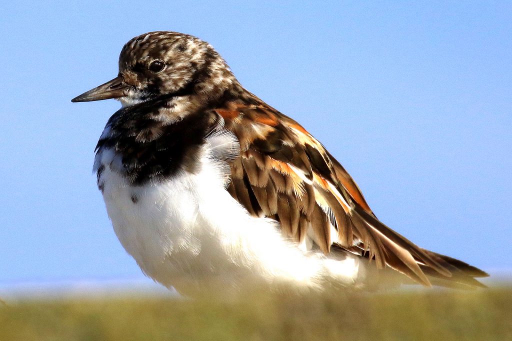 Bird watching skerries dublin