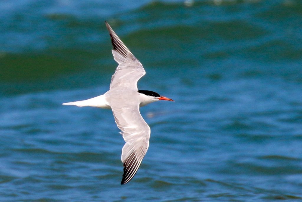 Skerries Bird watching Dublin