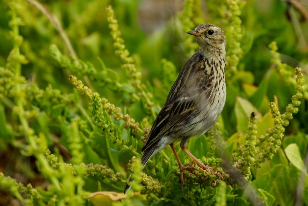 Bird watching skerries dublin