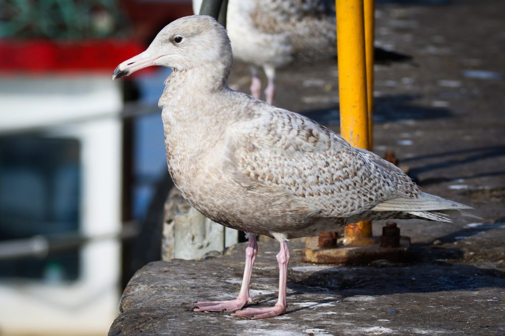 Bird watching skerries dublin