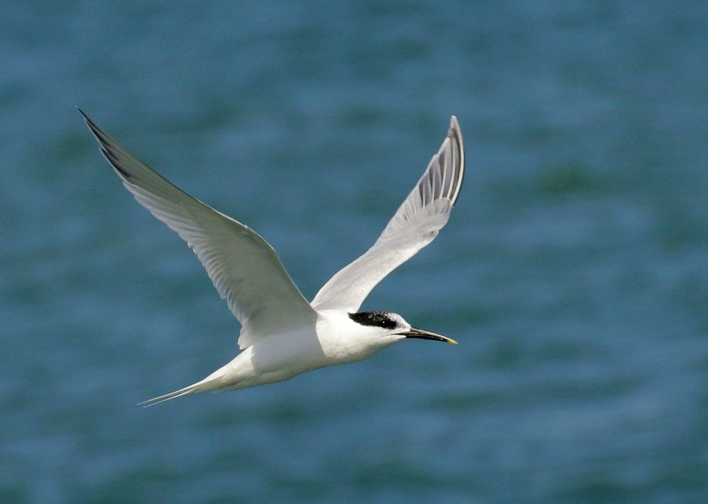Bird watching skerries dublin