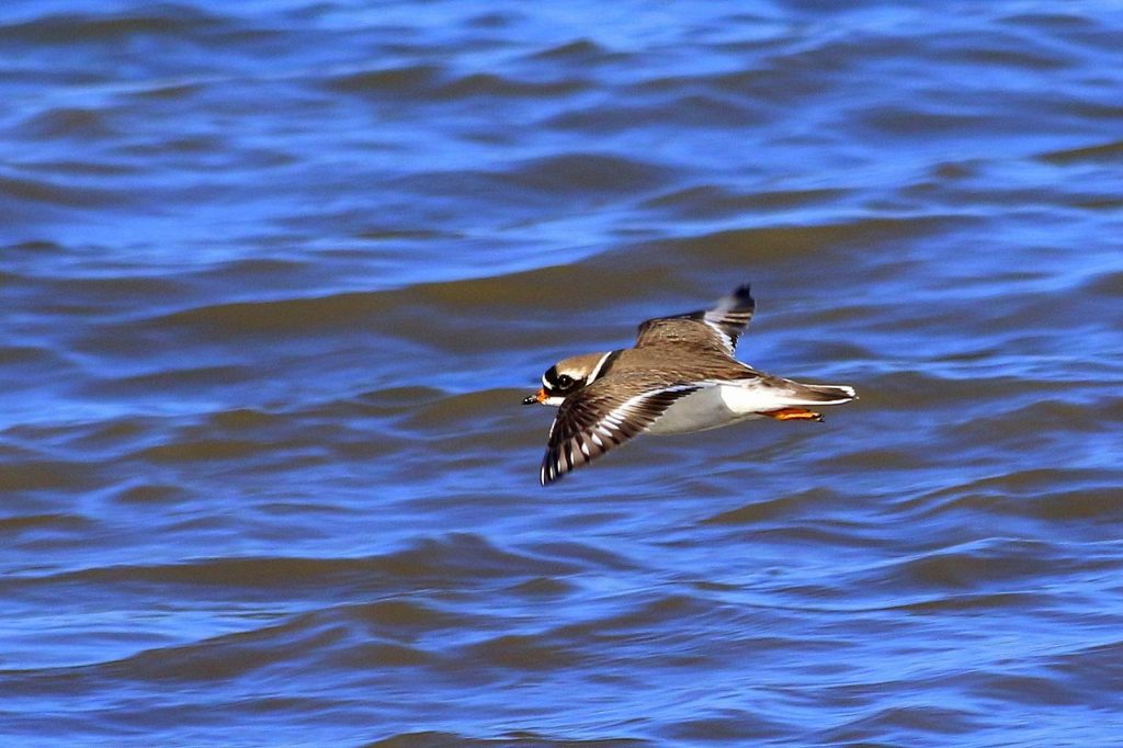 Bird watching skerries dublin