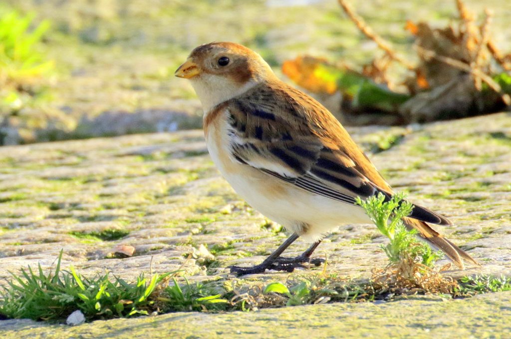 bird watching ireland