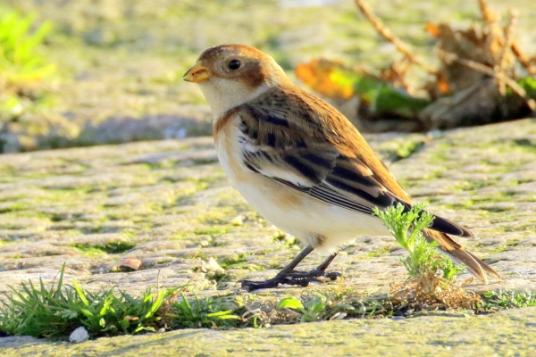 A Snow Bunting feeding on small insects on the pier at Howth Harbour, Dublin
