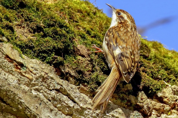 Tree Creeper searching the bark of a tree for insects