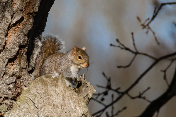 A Grey Squirrel sitting in a tree in Lucan, Dublin