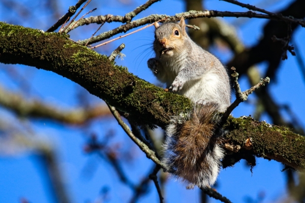 Grey Squirrel in a tree over the River Liffey, Dublin