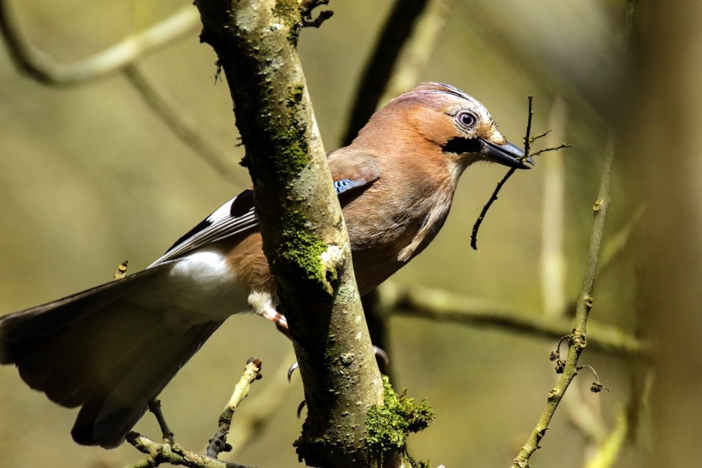 A Jay gathering nesting material in St Catherine's Park, Dublin
