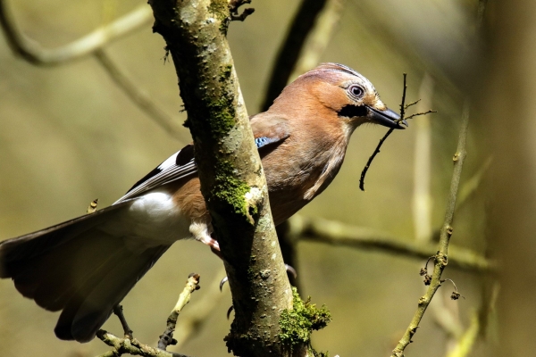 Jay with a twig in its beak perched on a tree