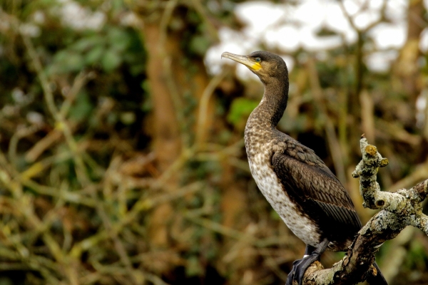 A Cormorant sitting in a fallel tree over the River Lffey in Dublin