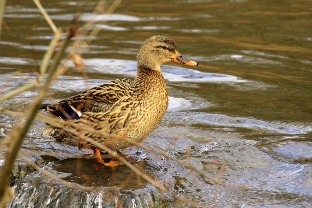 Saint Catherine&#039;s Park Dublin Bird Watching