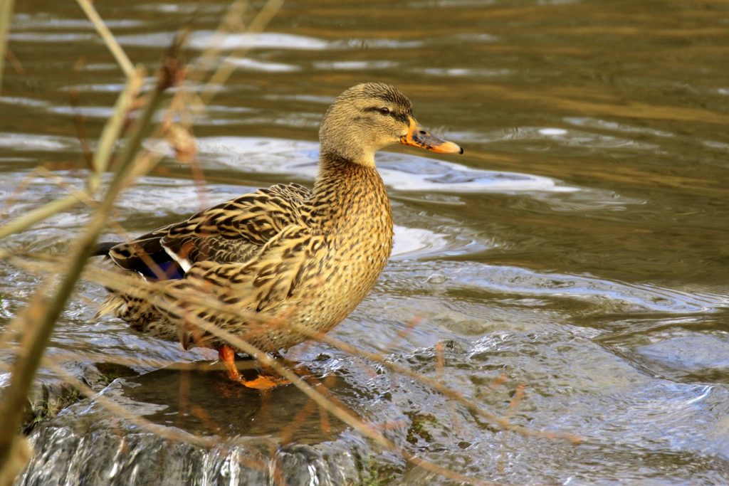 Saint Catherine's Park Dublin Bird Watching