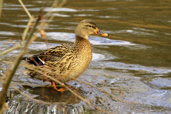 A Mallard stands on a weir on the River Liffey in Saint Catherine's Park, Dublin