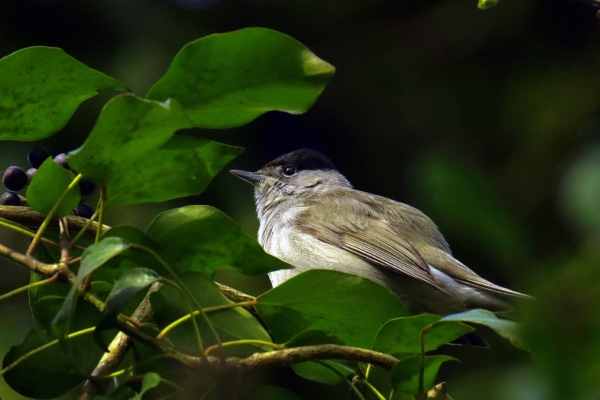 A Blackcap perched high in a tree in Saint Catherine's Park, Dublin