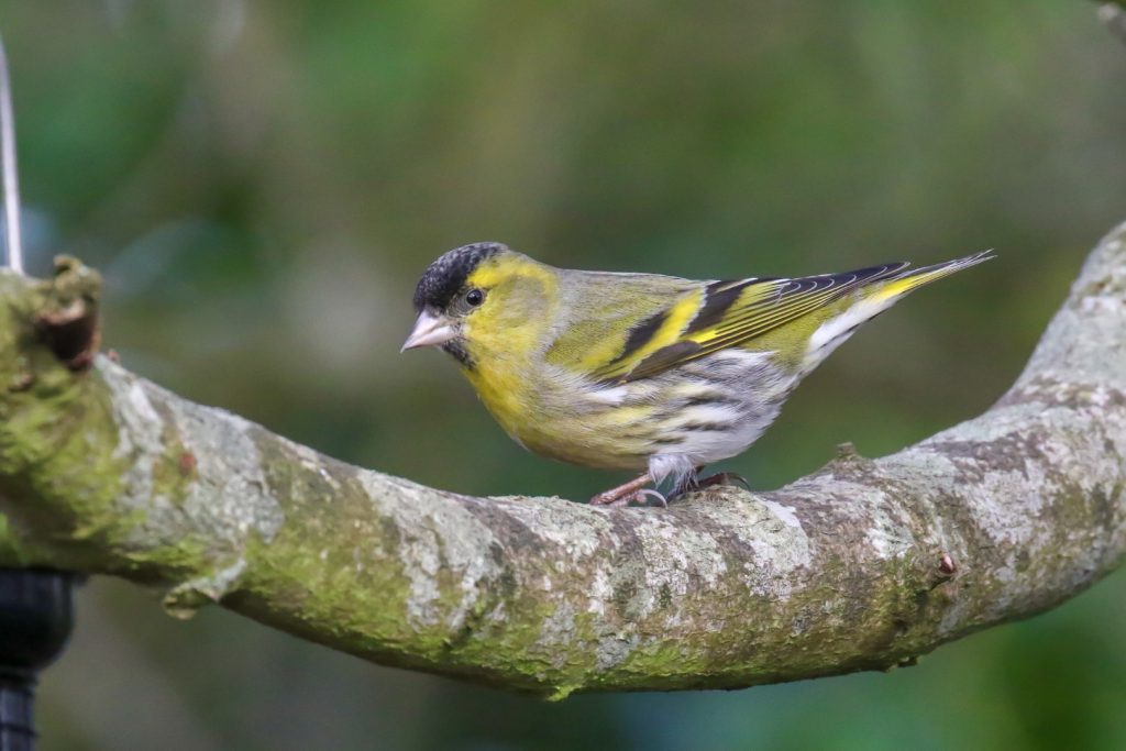 Saint Catherine's Park Dublin Bird Watching