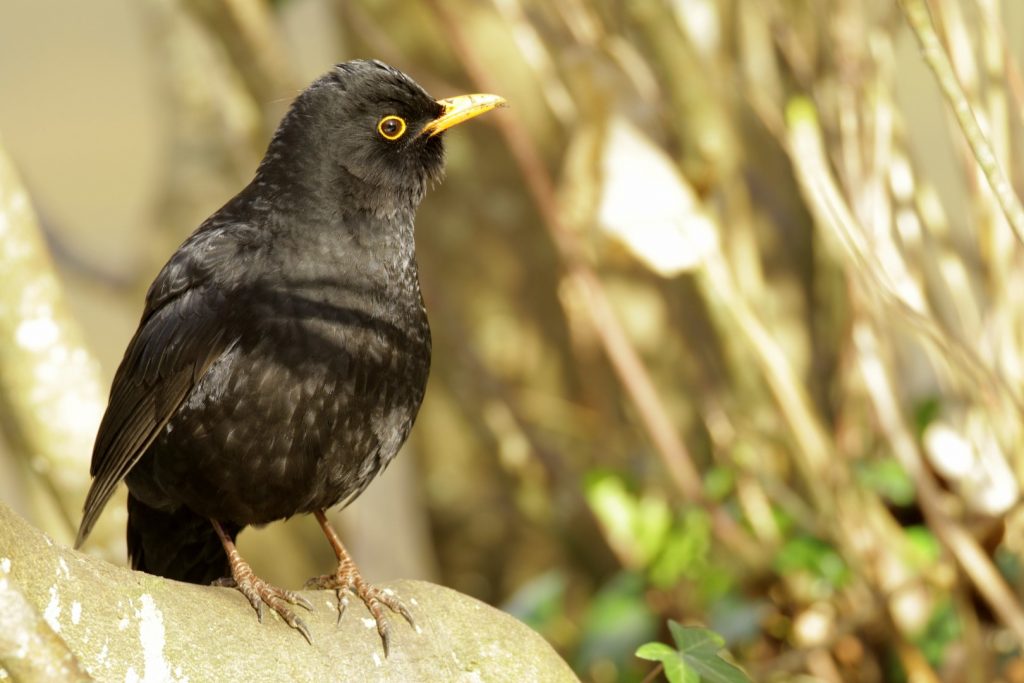 Saint Catherine&#039;s Park Dublin Bird Watching