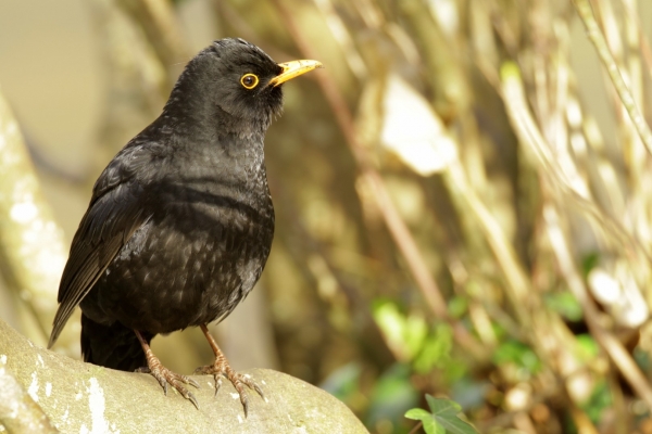 A blackbird looks over its shoulder on a bright sunny day