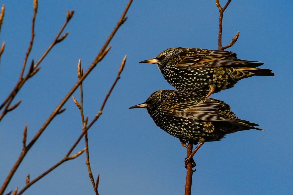 bird watching ireland