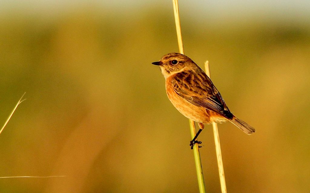 bird watching ireland